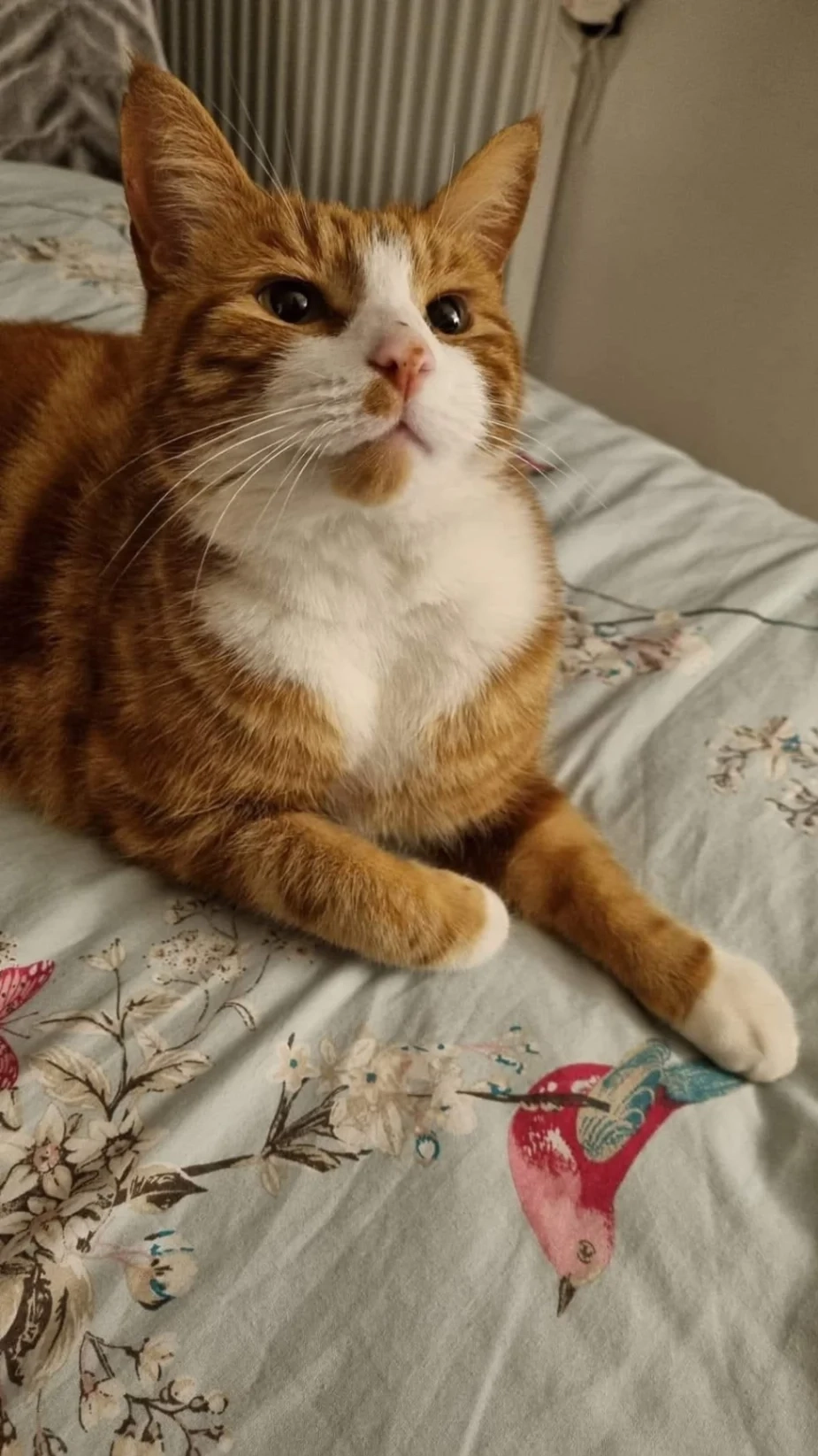 Chase - Saint Michael's Road, Maidstone