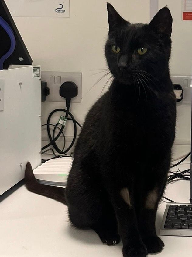 Pete - Douglas Avenue, Langbank