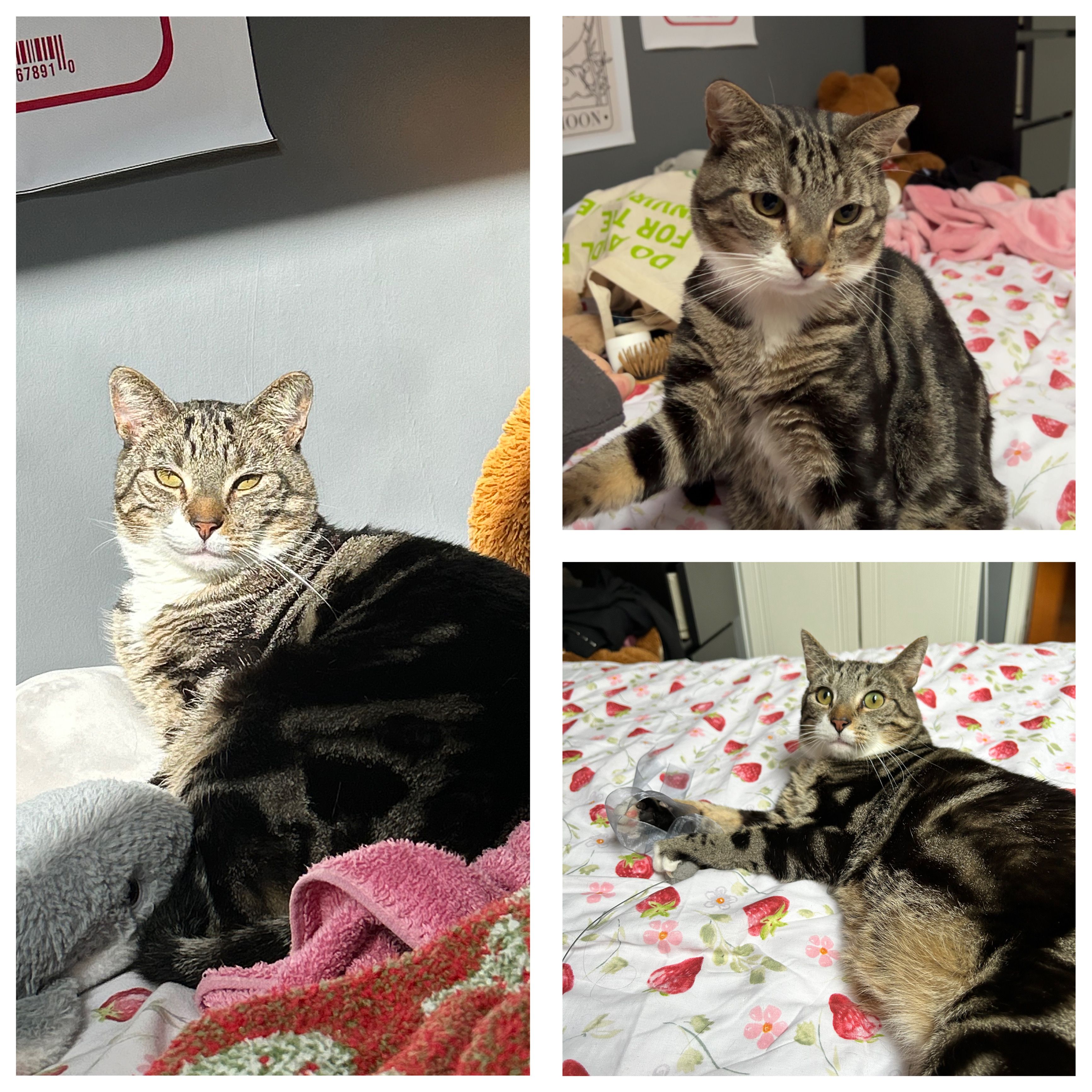 Leo - E91, Knockaunbrandaun