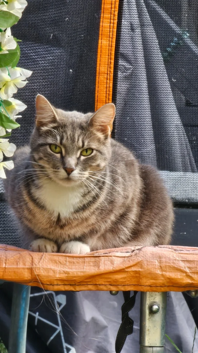 Purdey - Osprey Drive, Stowmarket