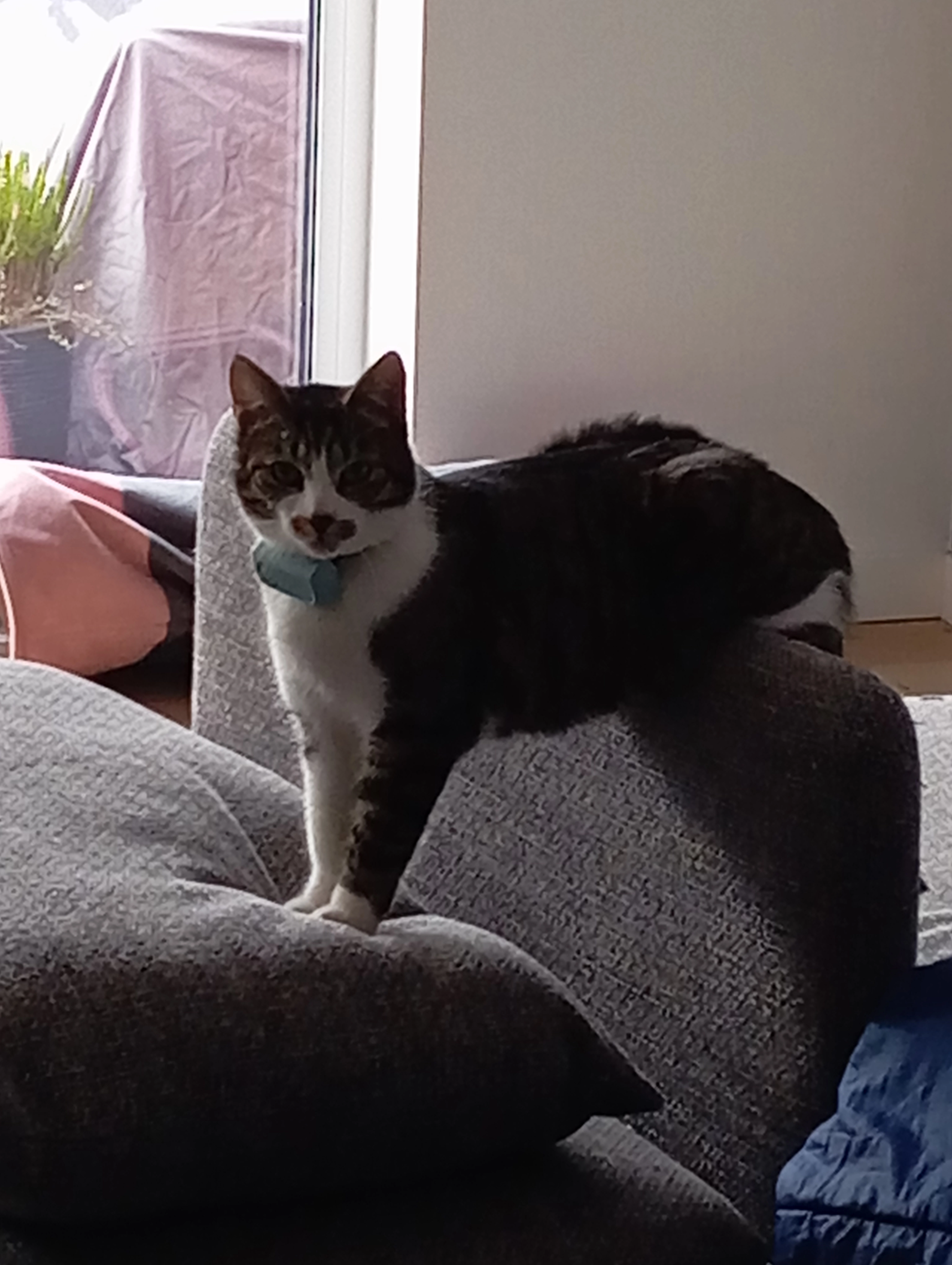 Moritz - Buschweg, Dormagen