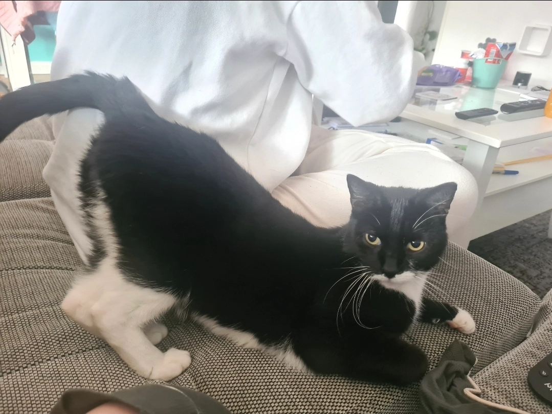 Dexter  - Lindenstraße, Rheda-Wiedenbrück