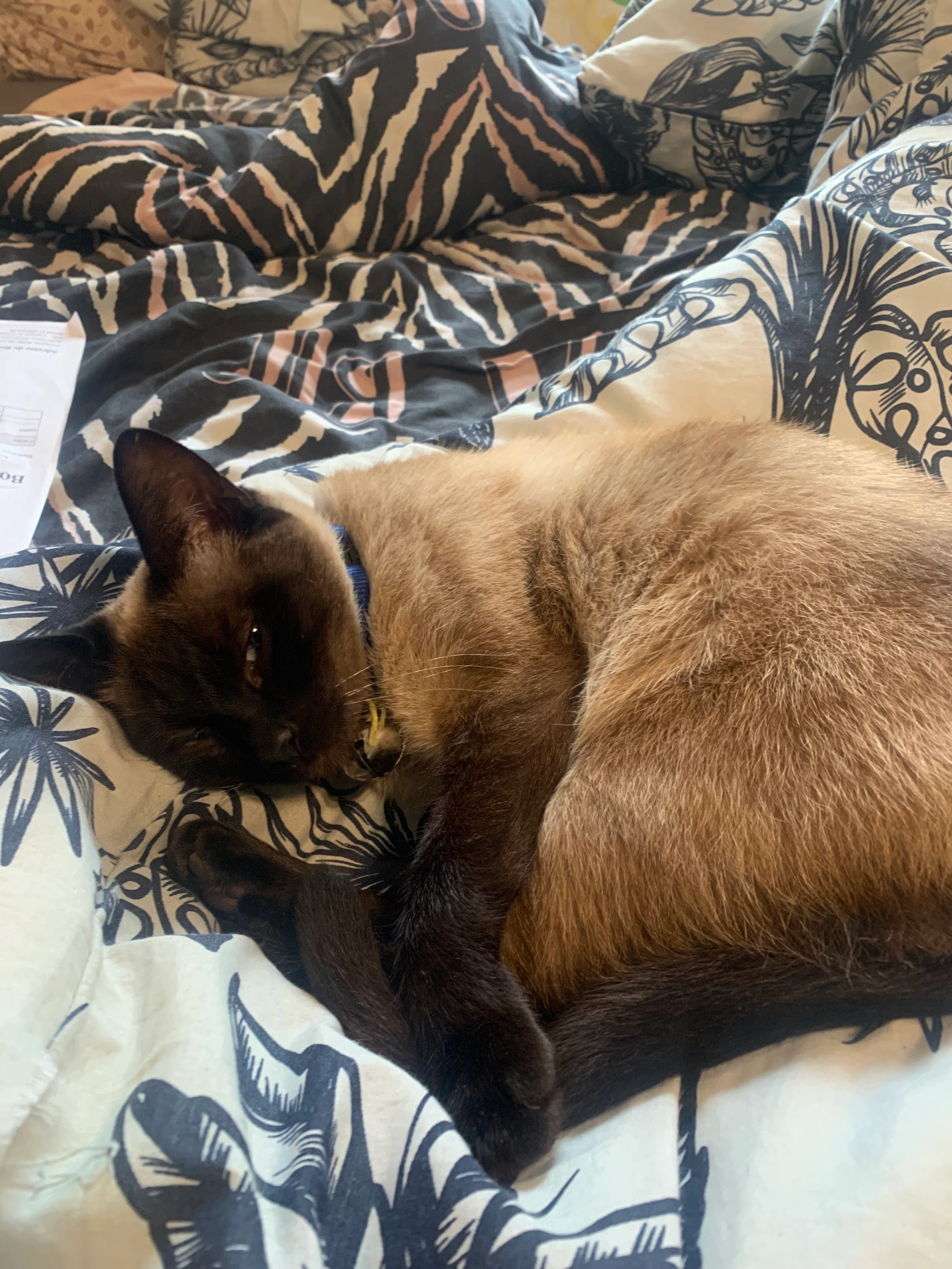 Tina - Impasse du Crouzic, Saint-Girons