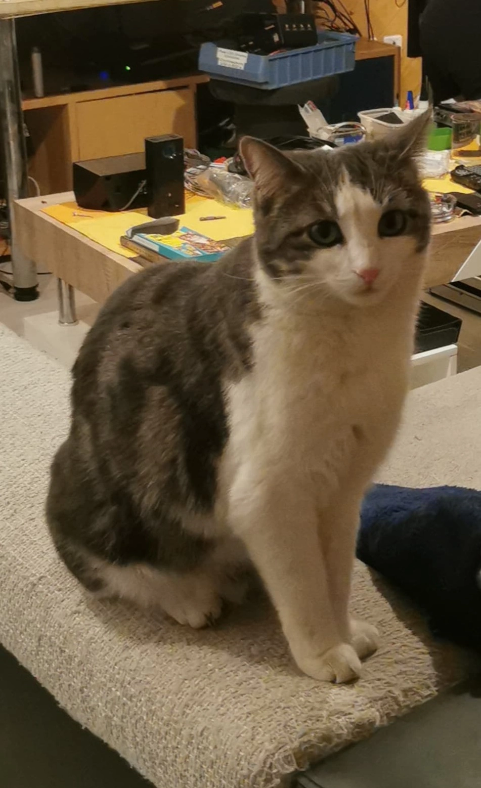 Lucy - Moos, St. Stephan