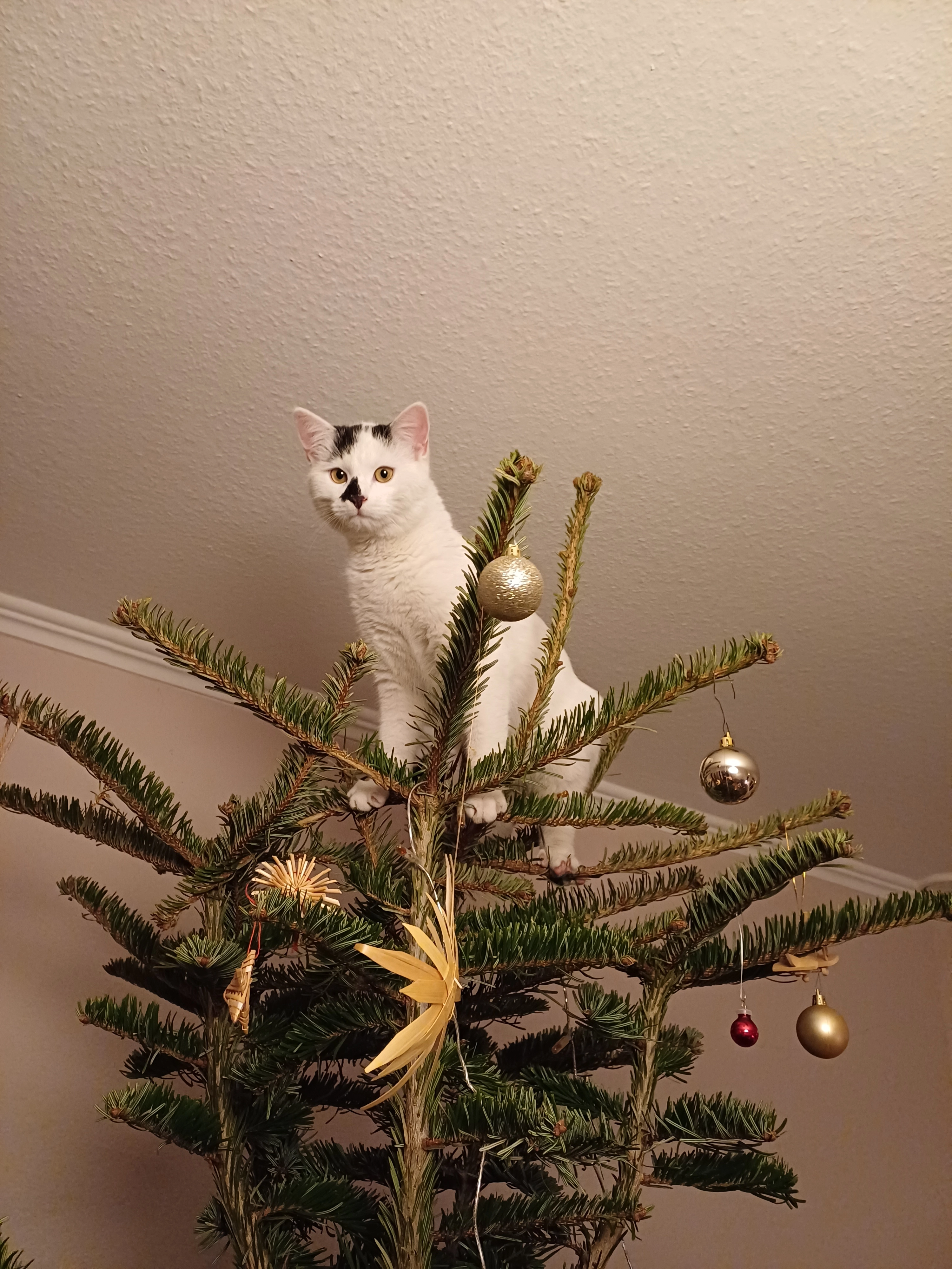 Mikesch - Dollmannstraße 10, Ansbach