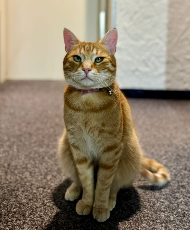 Krokos  - Rybigässli, Grindelwald