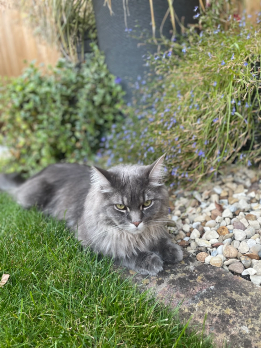 Billy - Cavendish Drive, Northampton