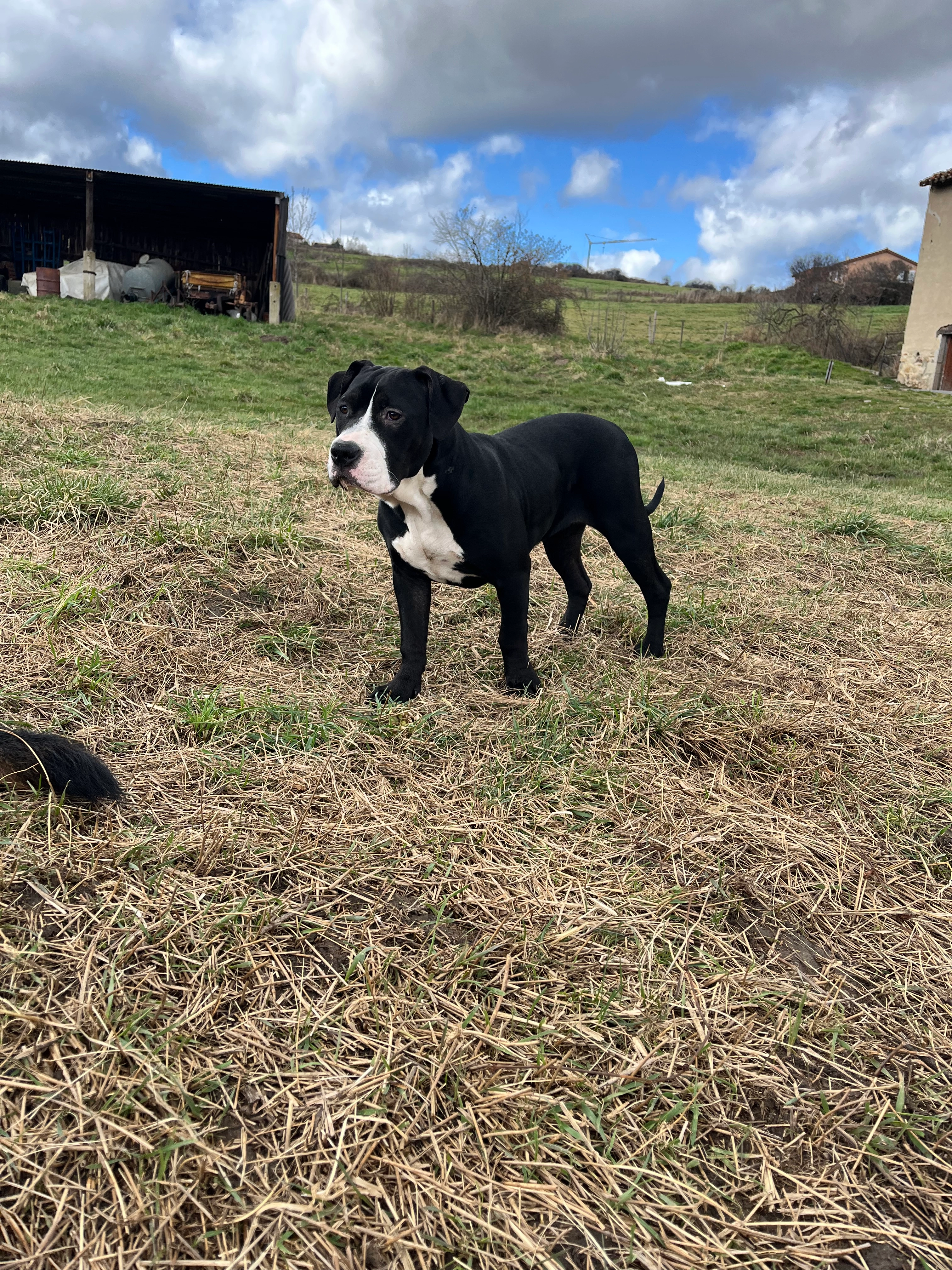 Chichi - Chemin de Pralong, Champdieu