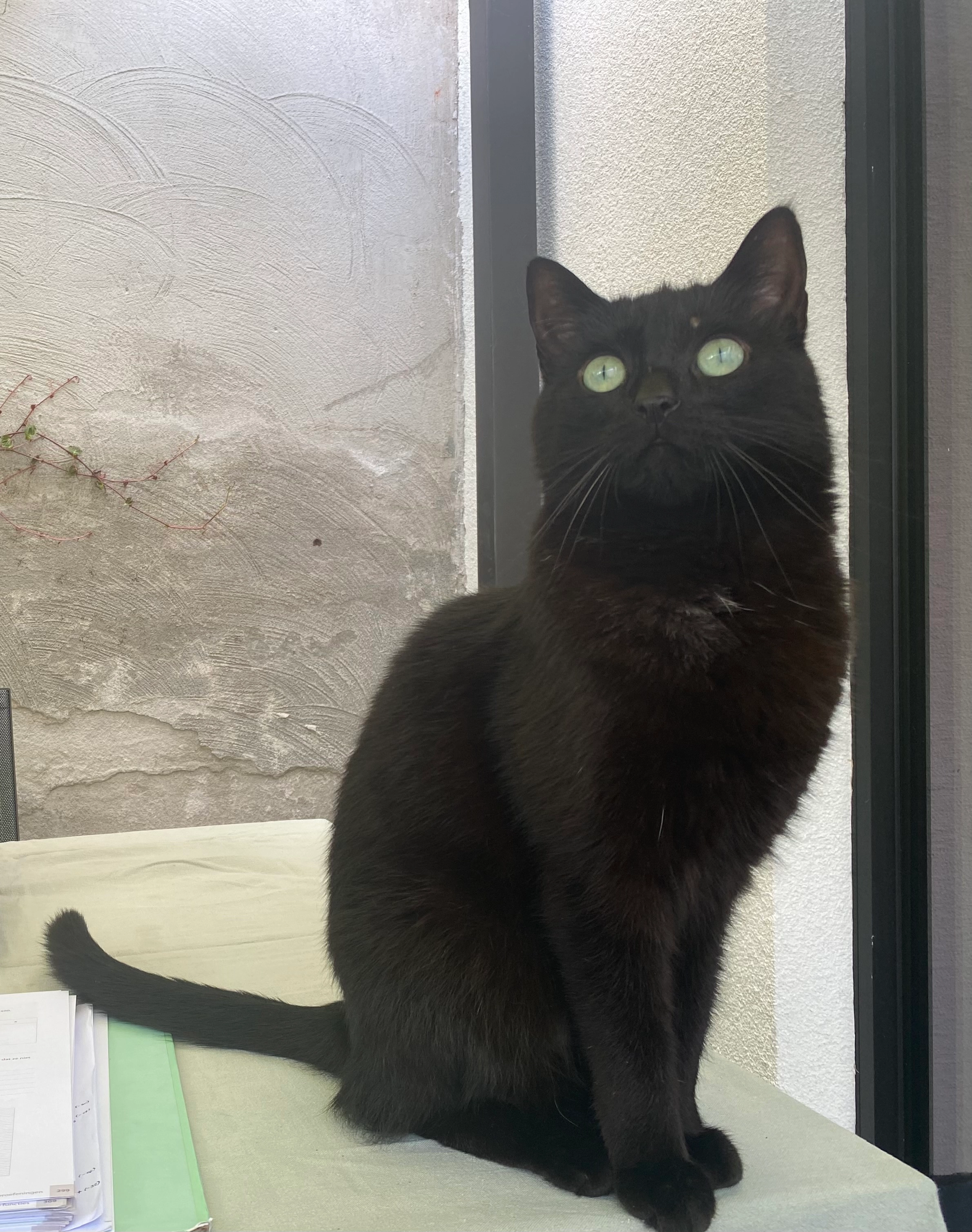 Boris - Coupure Rechts, Gent