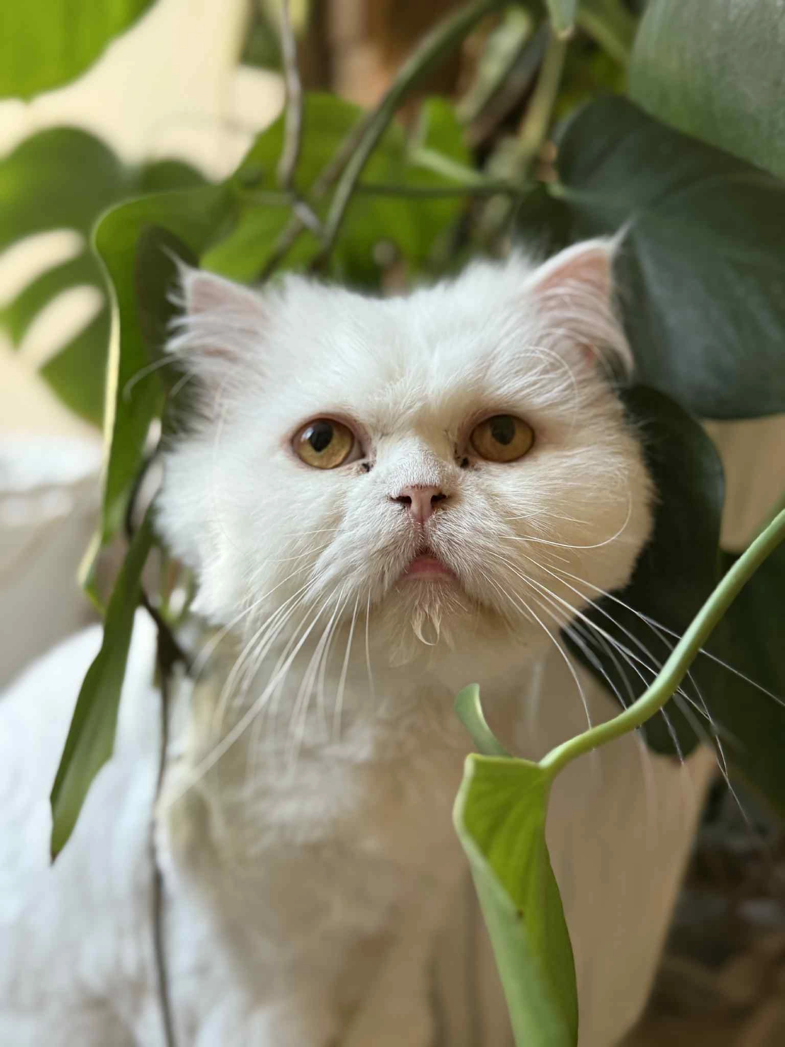 Johhny - Senefelderstraße 21, Linz