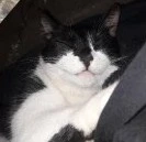 Mini - Halton Street, Bolton