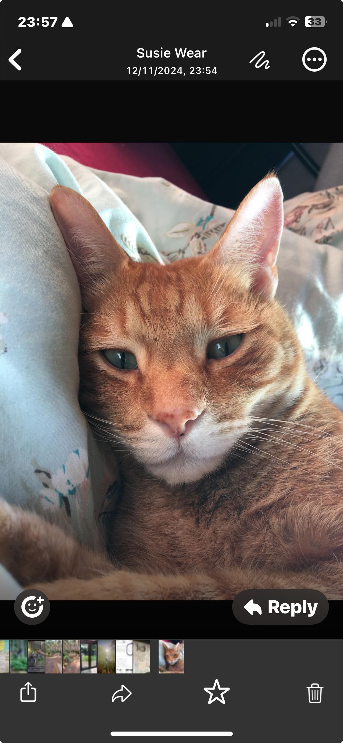 Basil - Sea Road, New Milton