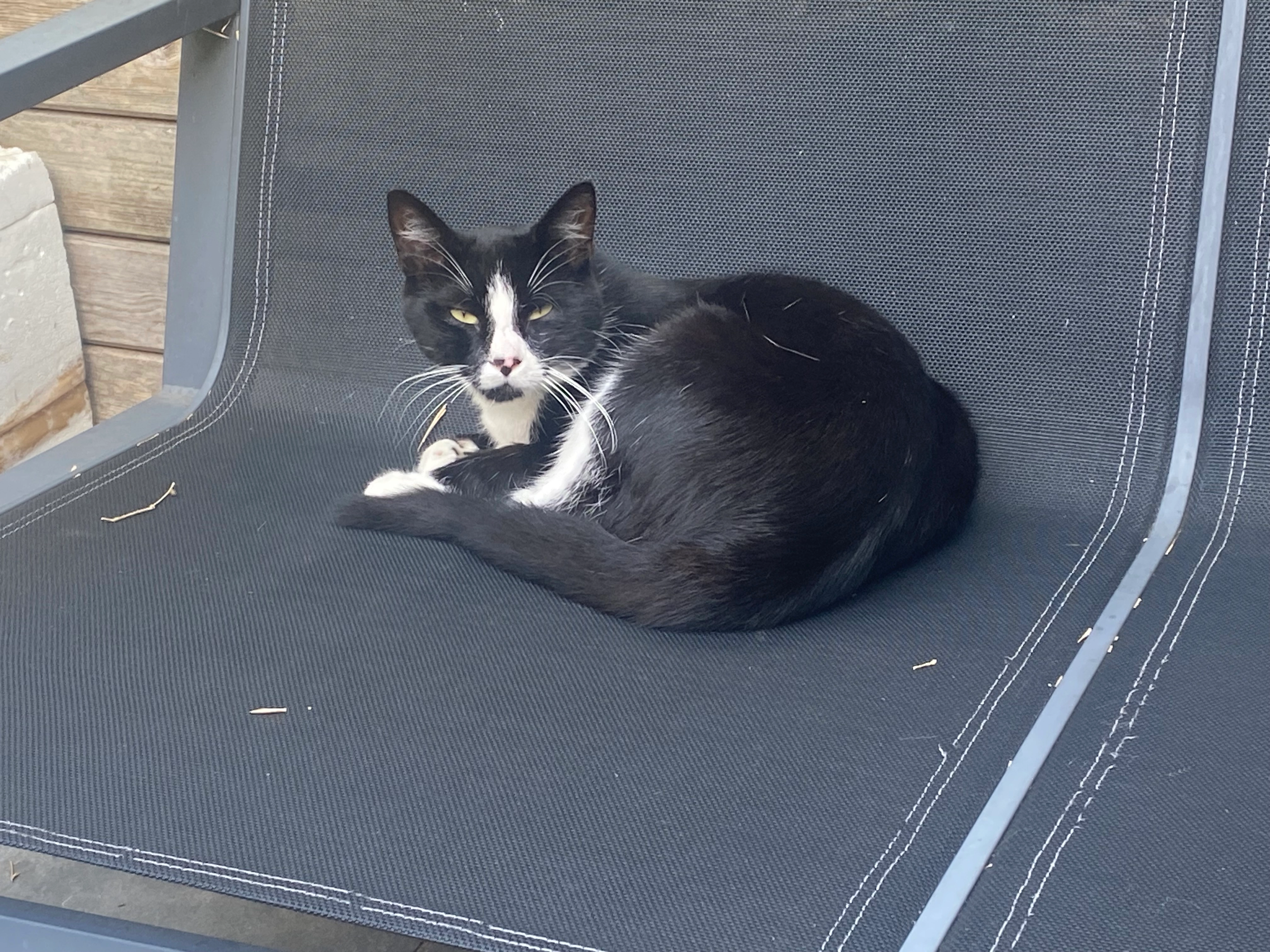 C est une chatte qui squatte che - Rue Constant Bouxin, Fouquières-lès-Béthune