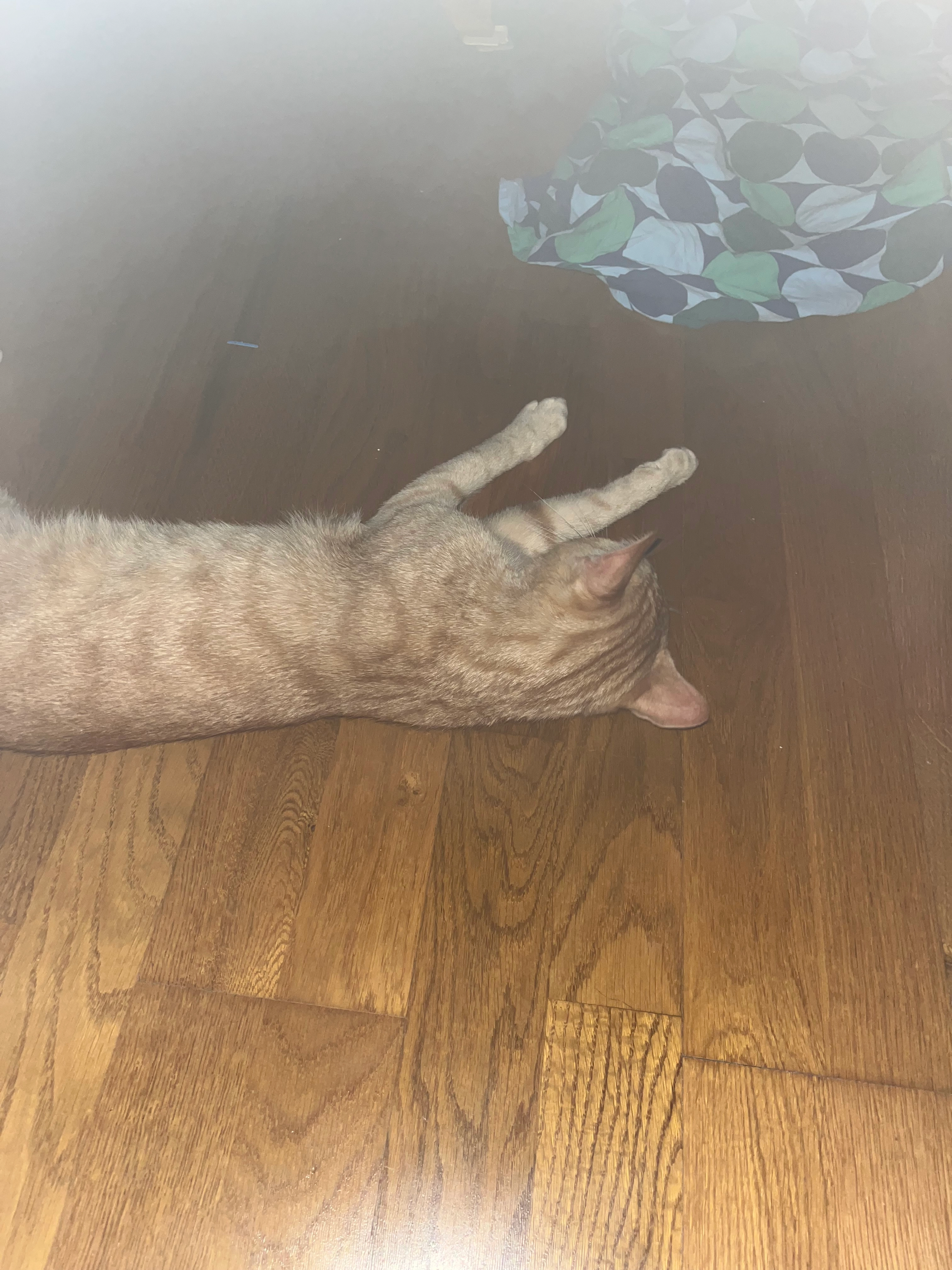 Milo - Rue Du Guévier, Neuvy-en-Sullias