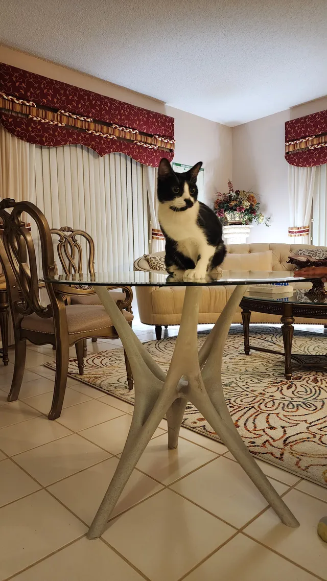 Joey - 10750 Fox Glen Dr, Boca Raton