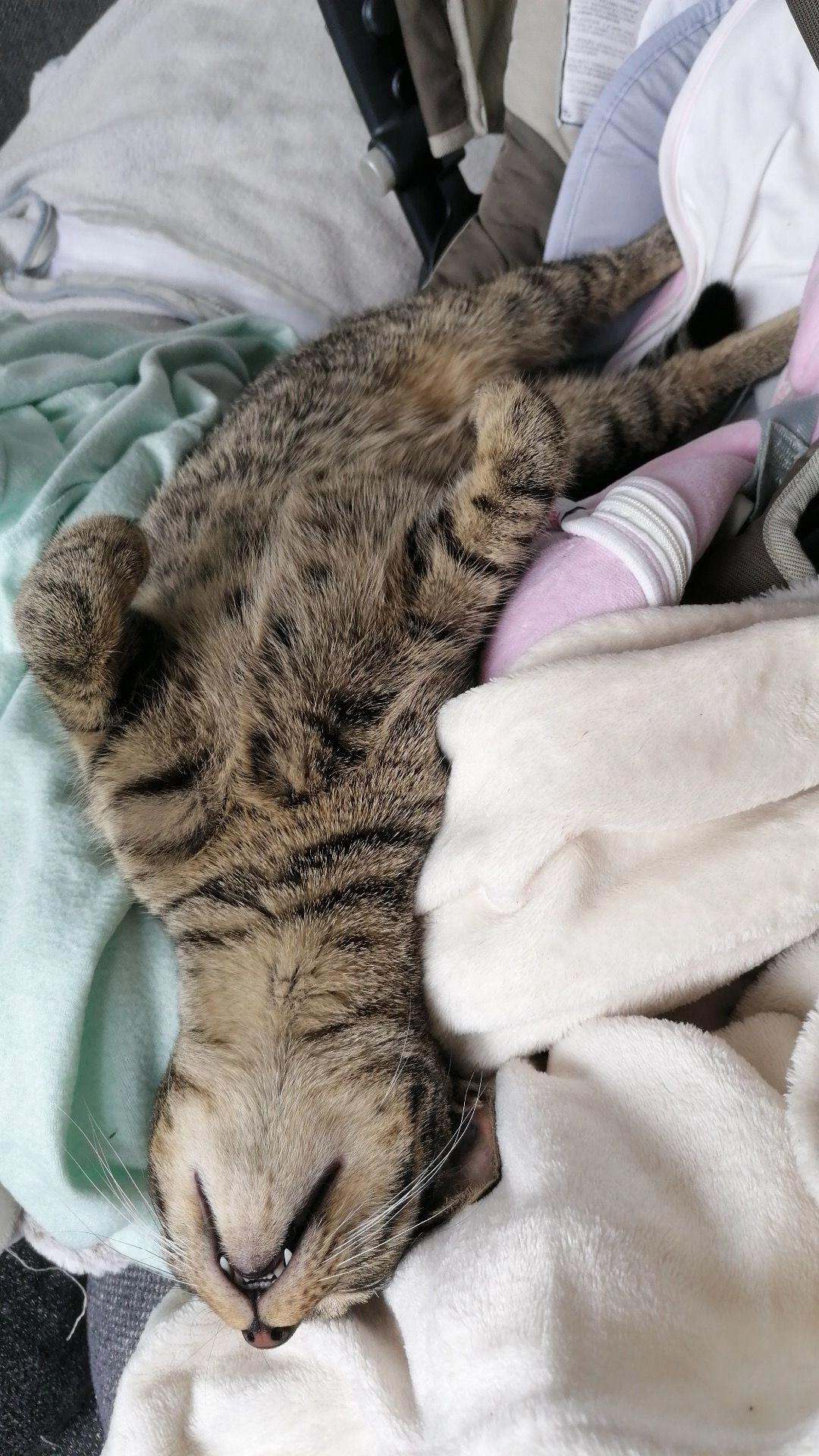 Simba - Rue Grande, Philippeville