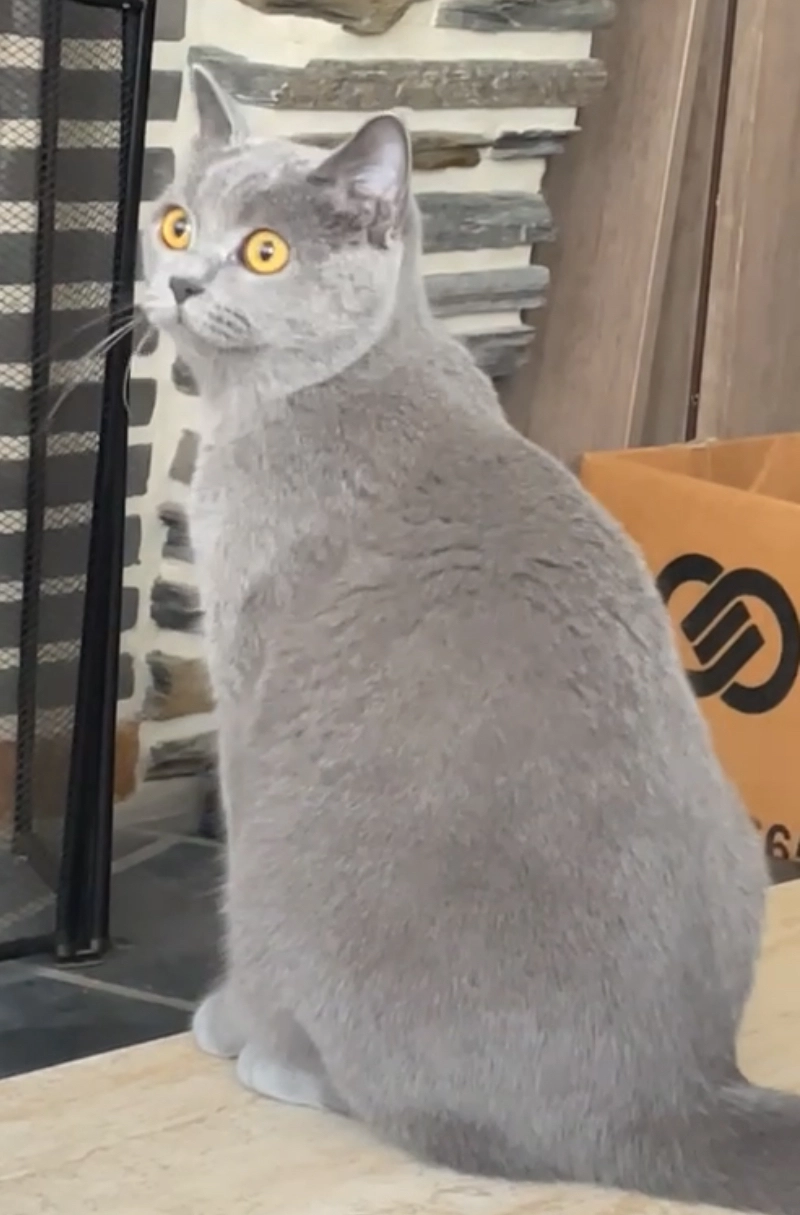 Mouisa - Nieuwbaan 48, Merchtem