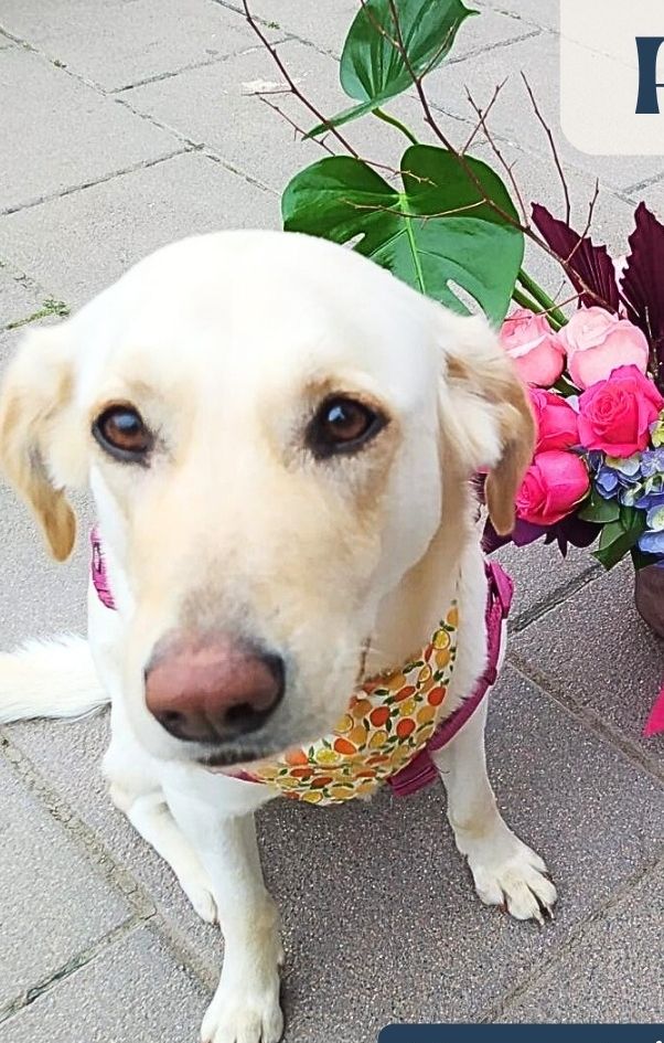 Pipa - Carrer de Joan Pau, Vallromanes