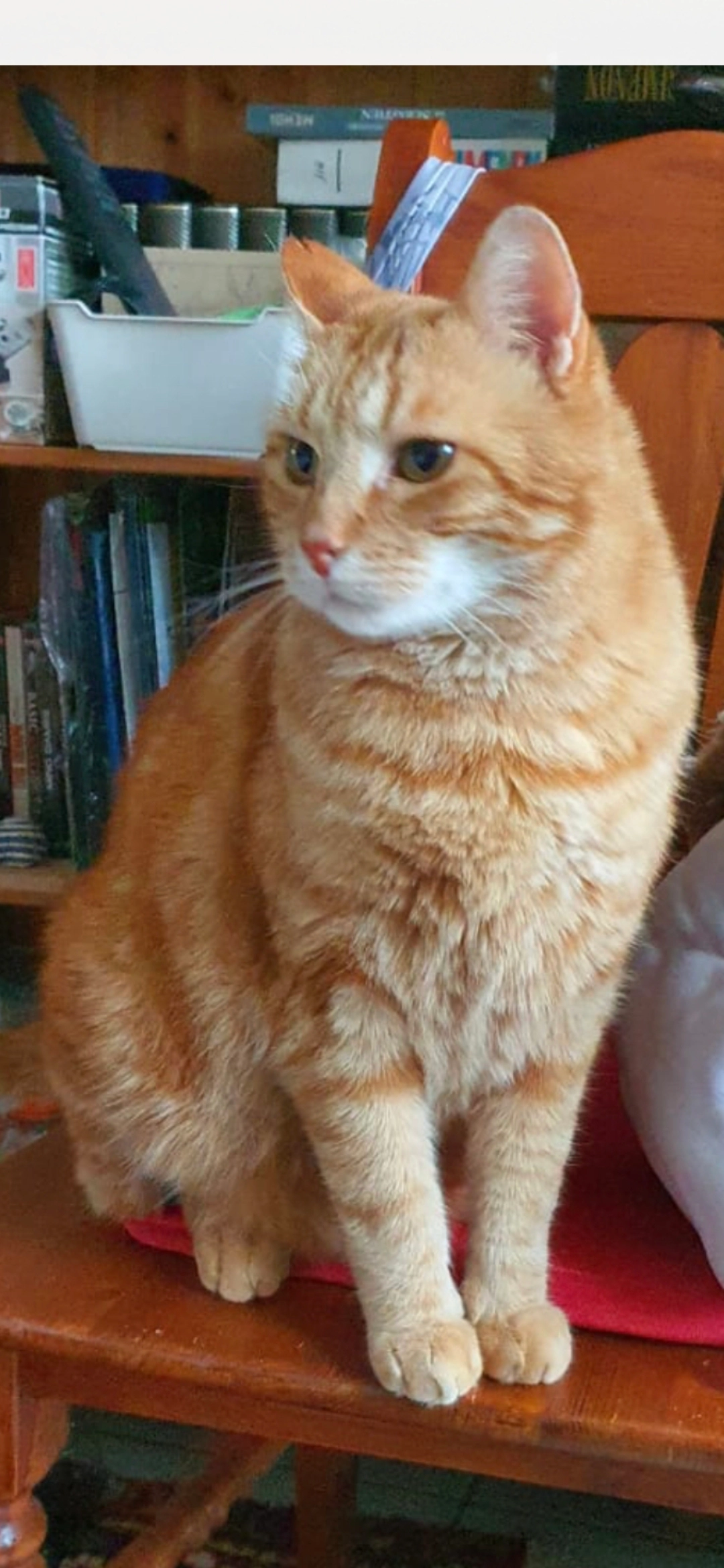 Cacahuète - Place du Vieux Four, Conand