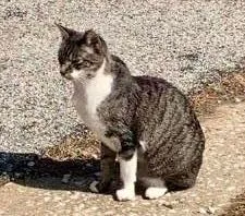 Jetta - South Vermont Avenue, Independence