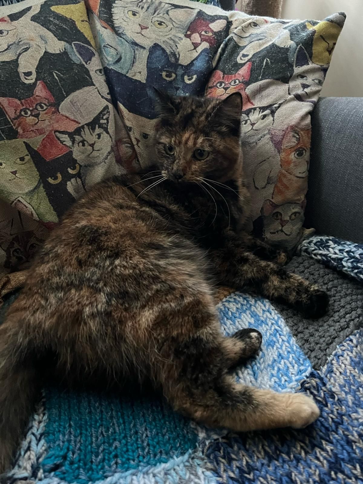 Darcey - The Cricketers, Axminster