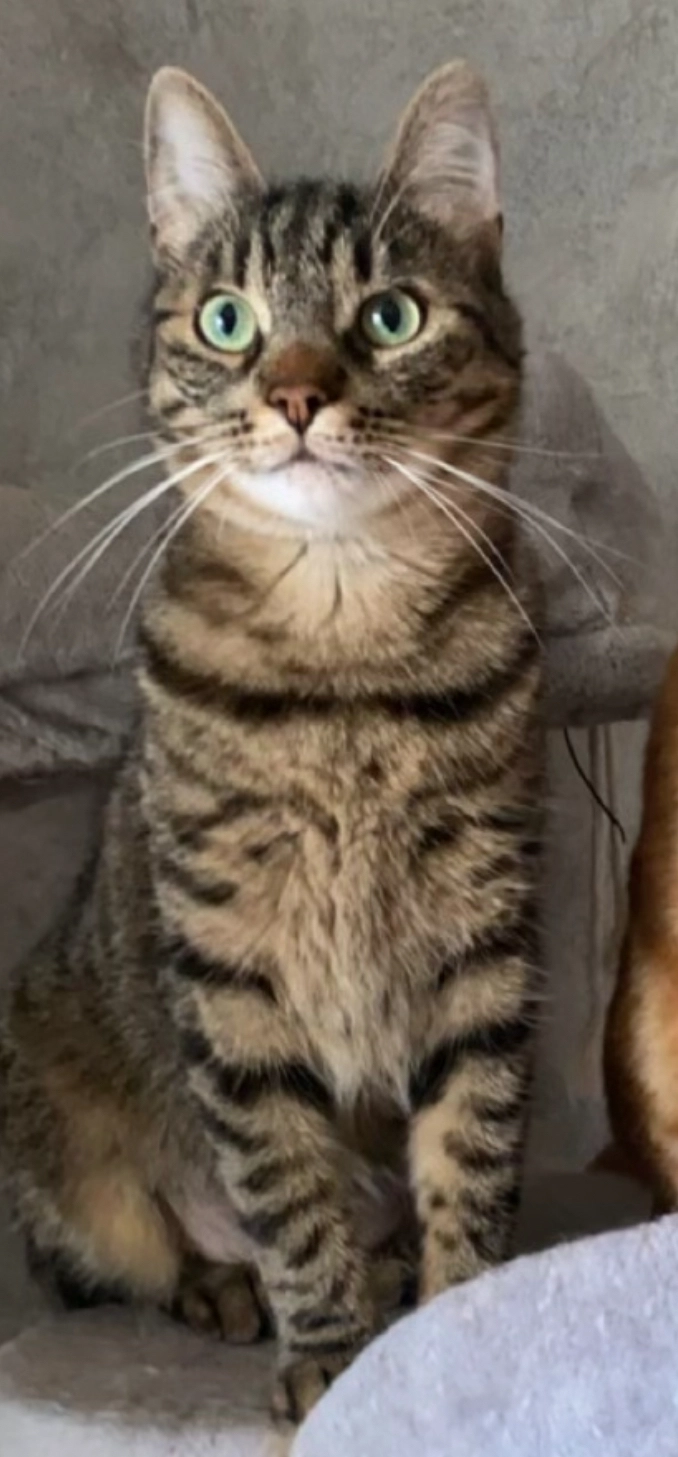 gégé - 8 Rue Parmentier, Montbéliard