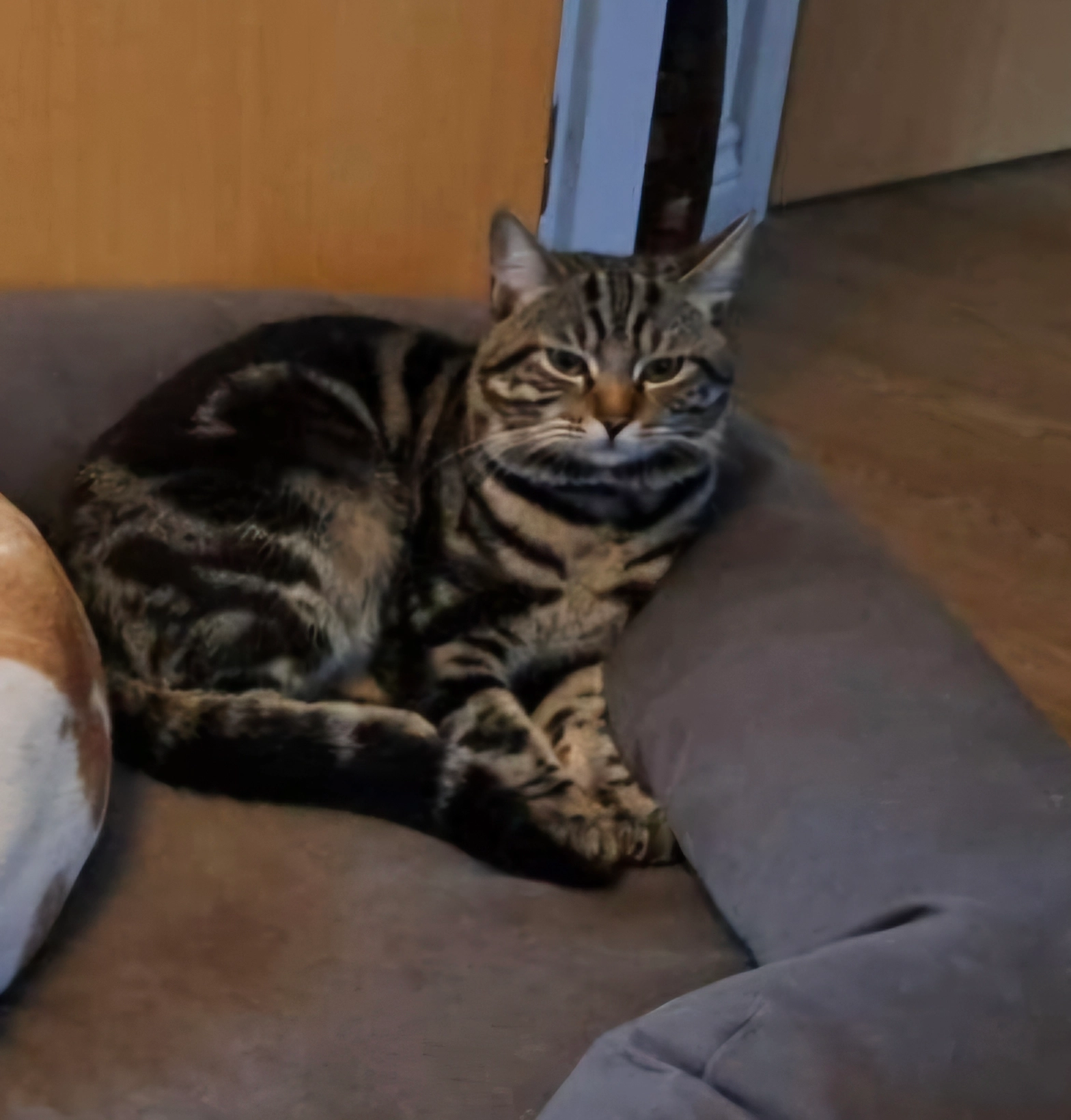 Kiko - Blackberry way, Bridgwater