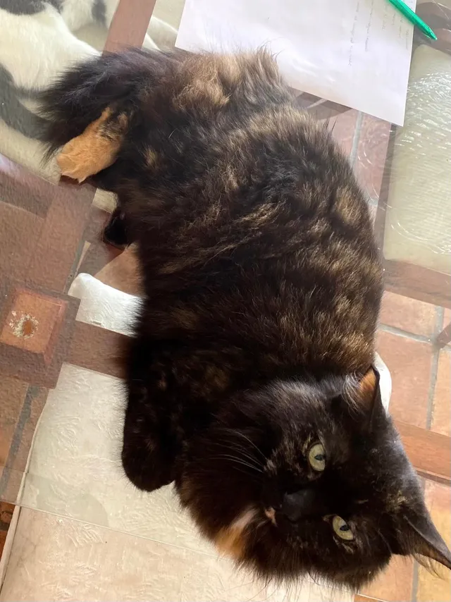 Missy - 11400 SW 83rd Ter, Miami