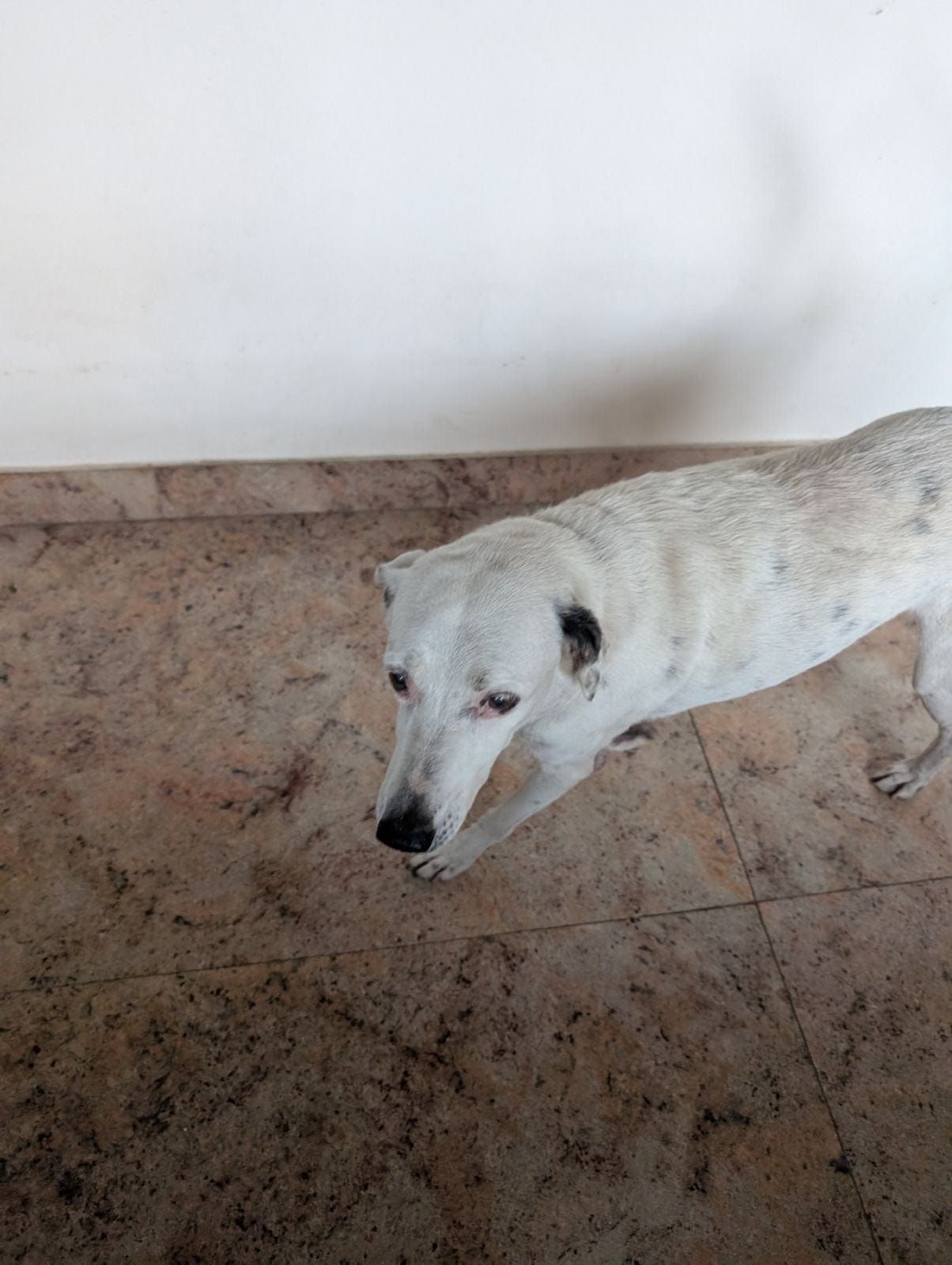 Snowy - Kamakotti Nagar 2nd Main Road, Pallikaramai