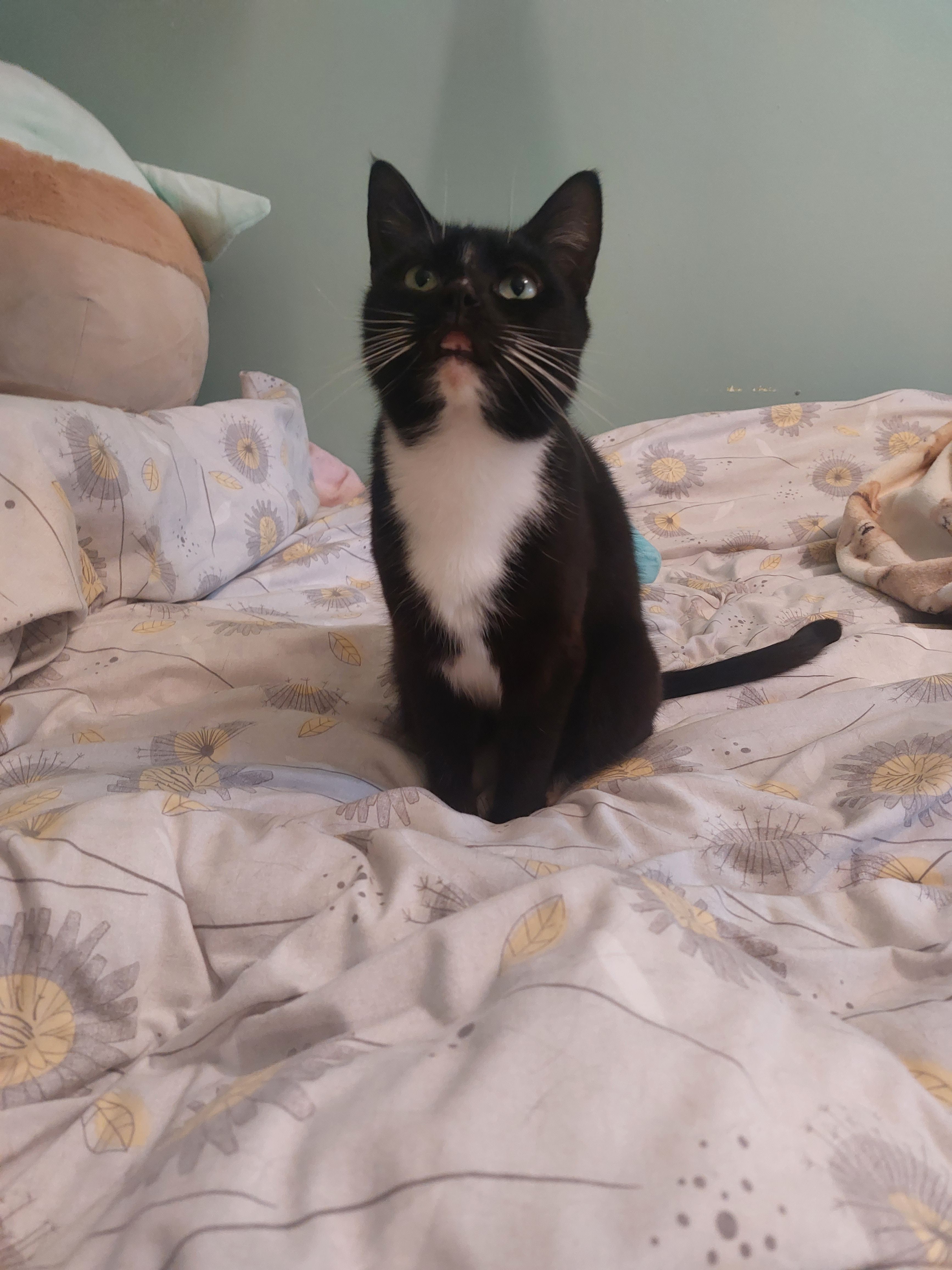 Casper  - N25, Killeagh