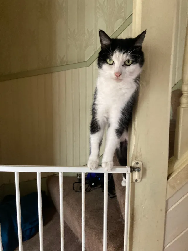 Mimi - Suffolk Road, Gravesend
