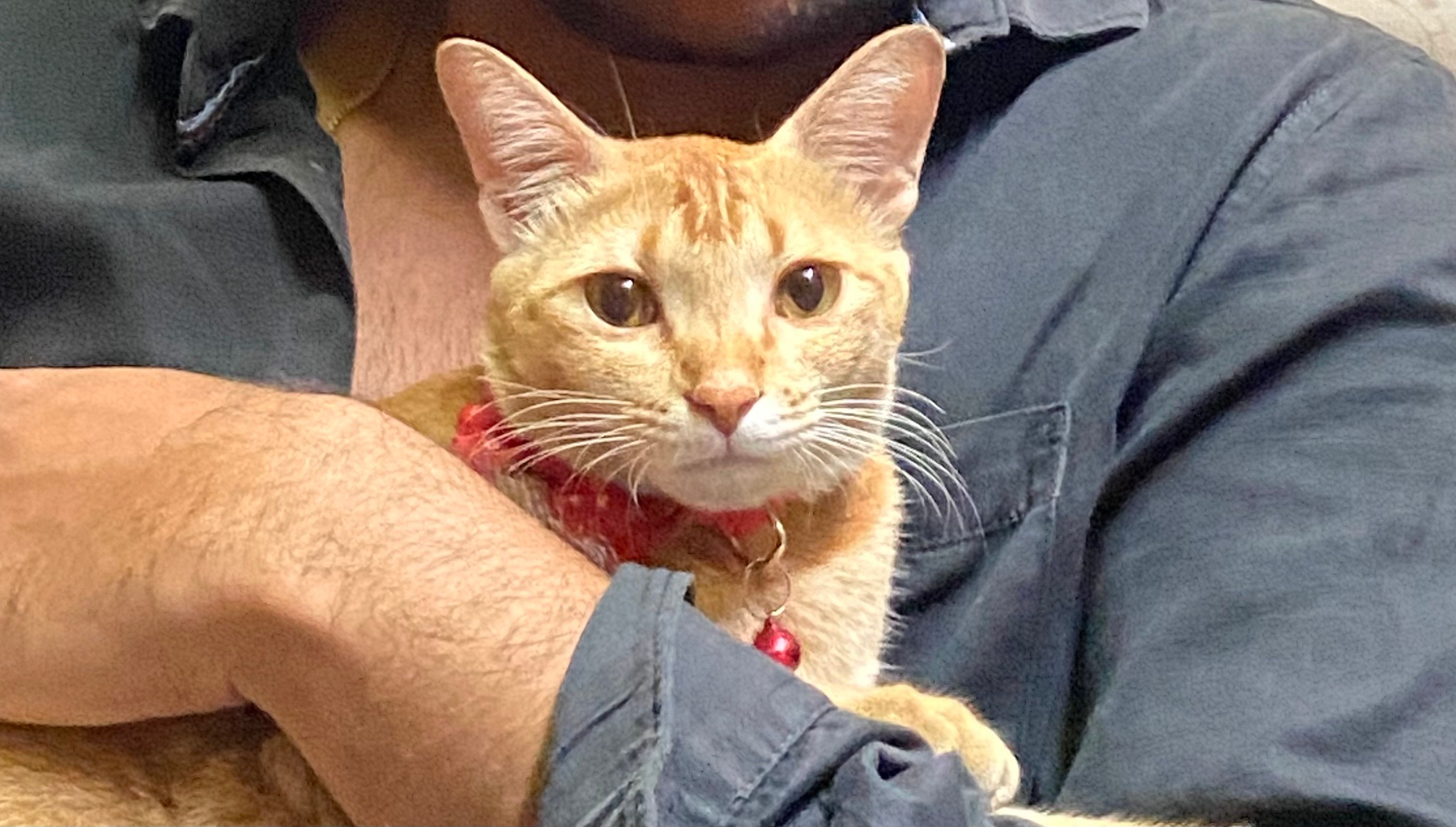 Hazel - Anakapalli - Visakhapatnam - Anandapuram Main Road, Visakhapatnam