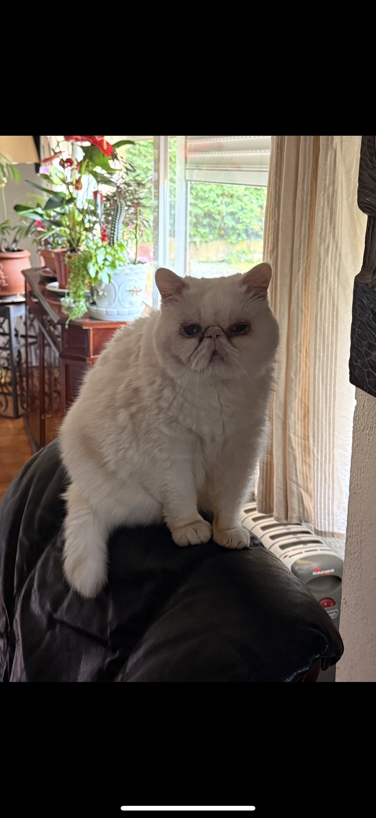 Rosky  - Avda Saltos del Sil 39, El Escorial