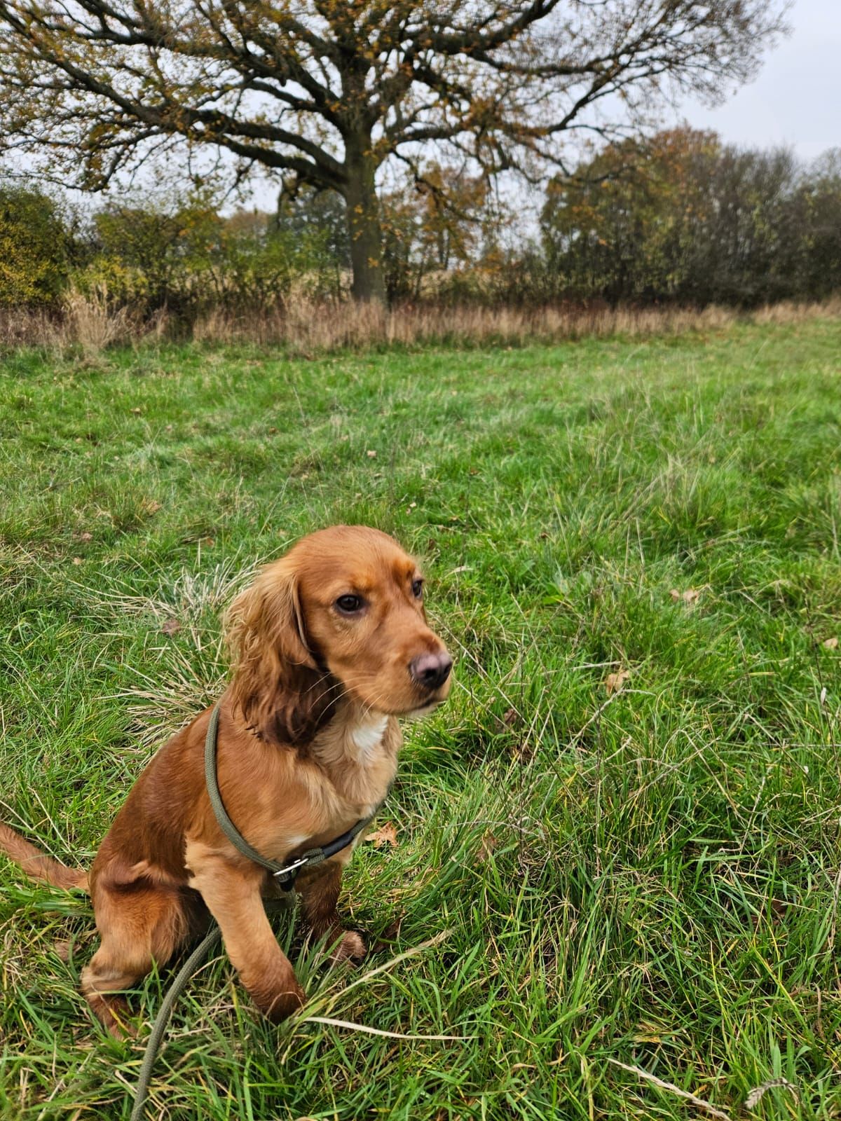 Alfie - Stonesfield Riding, Chipping Norton
