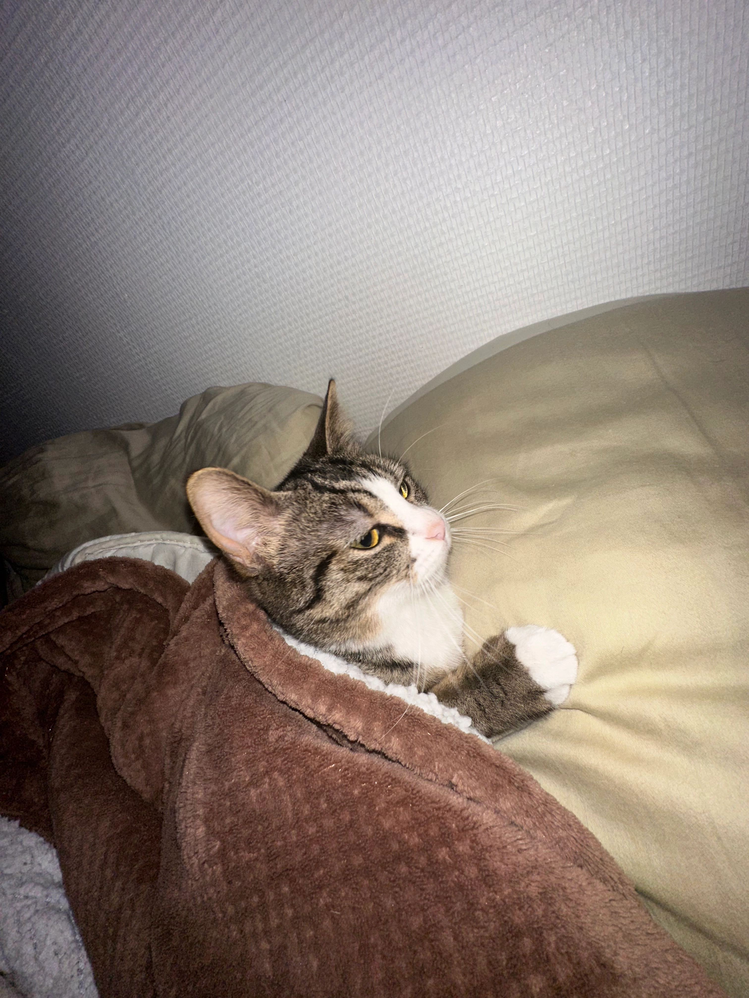 Zezette - Rue Battant, Besançon