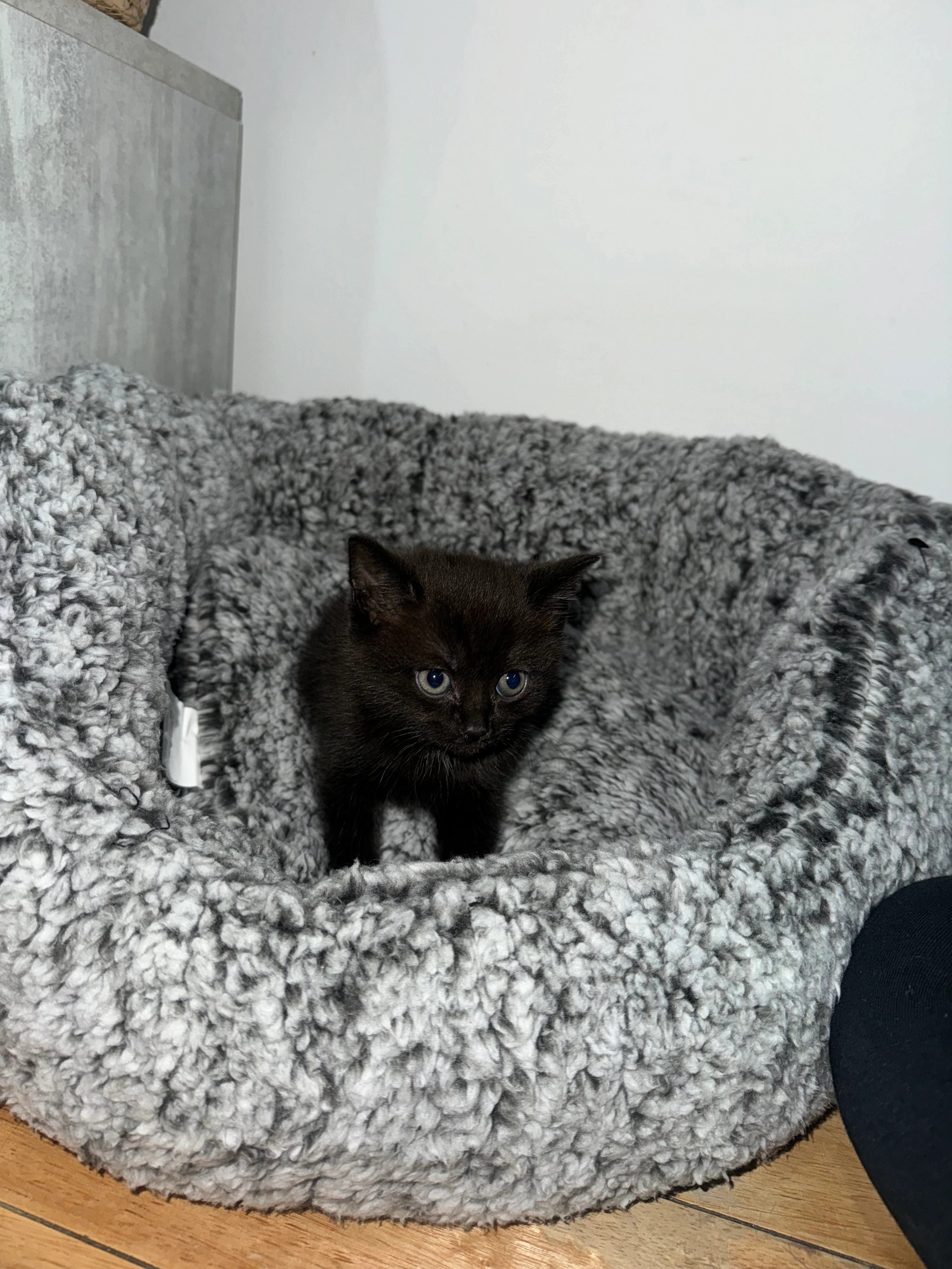 Coco - SS15 5, Basildon