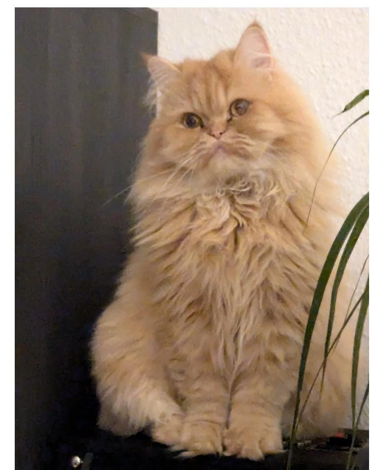 Wawa - Am Struch, Sankt Augustin