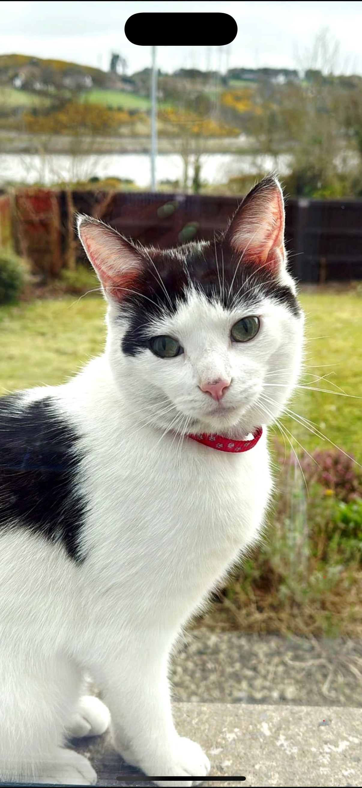 Pip - Bowefield, Waterford