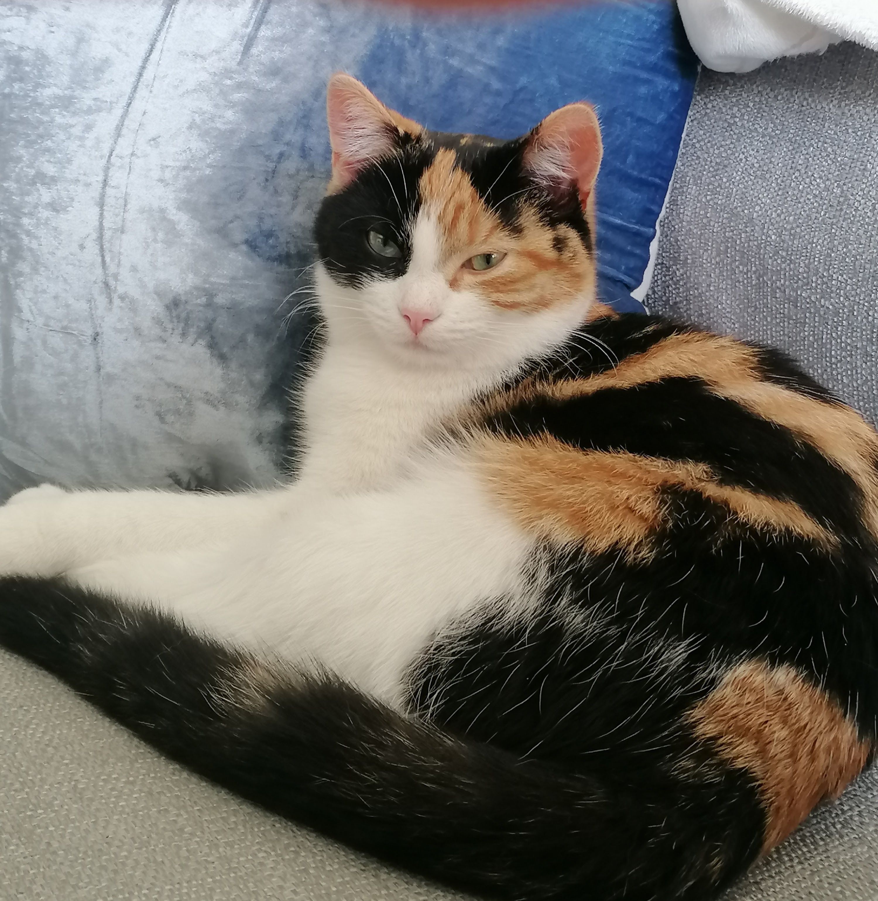 S'more - Ashmore, Mallow