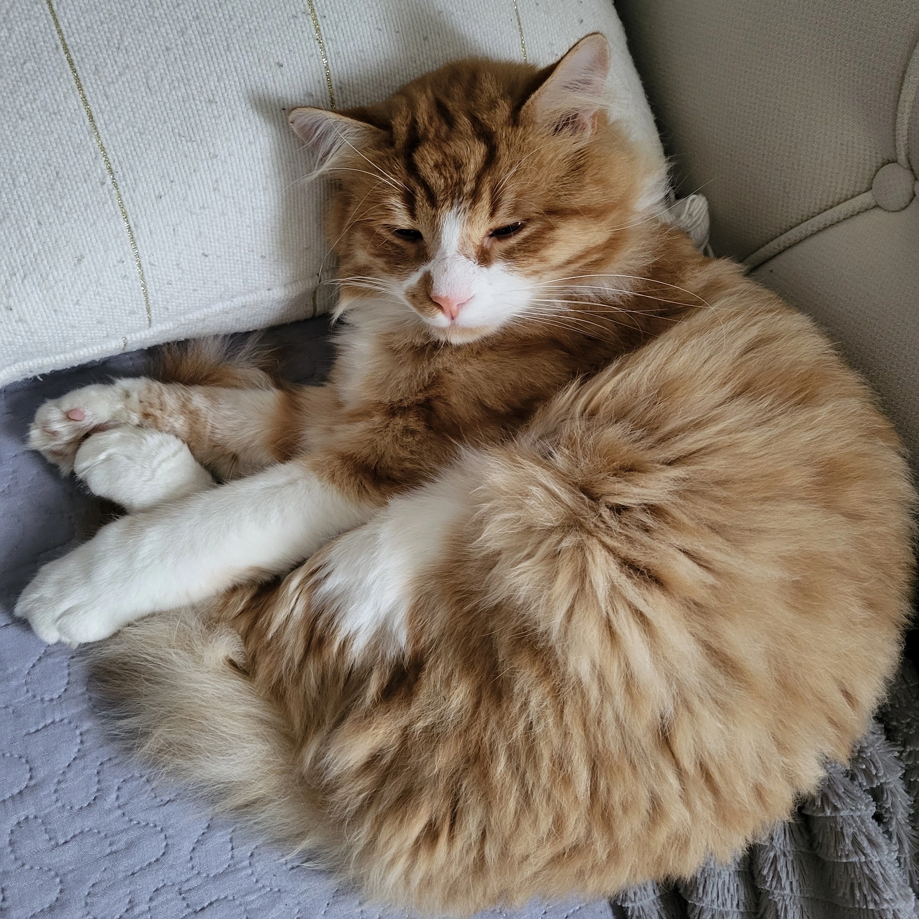 Billy - Rue de l'Agly, Narbonne