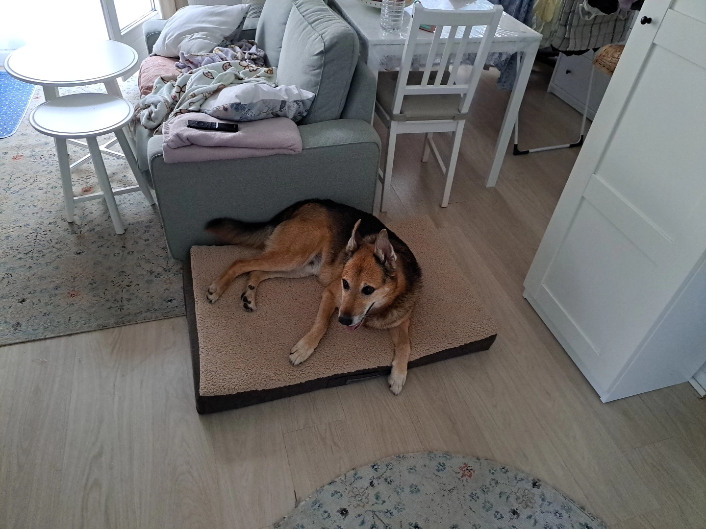 Cookie - 21 Rue des Champs, Vendenheim