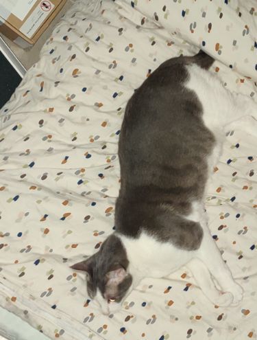 Jelly bean  - Αχιλλέως, Agia Paraskevi