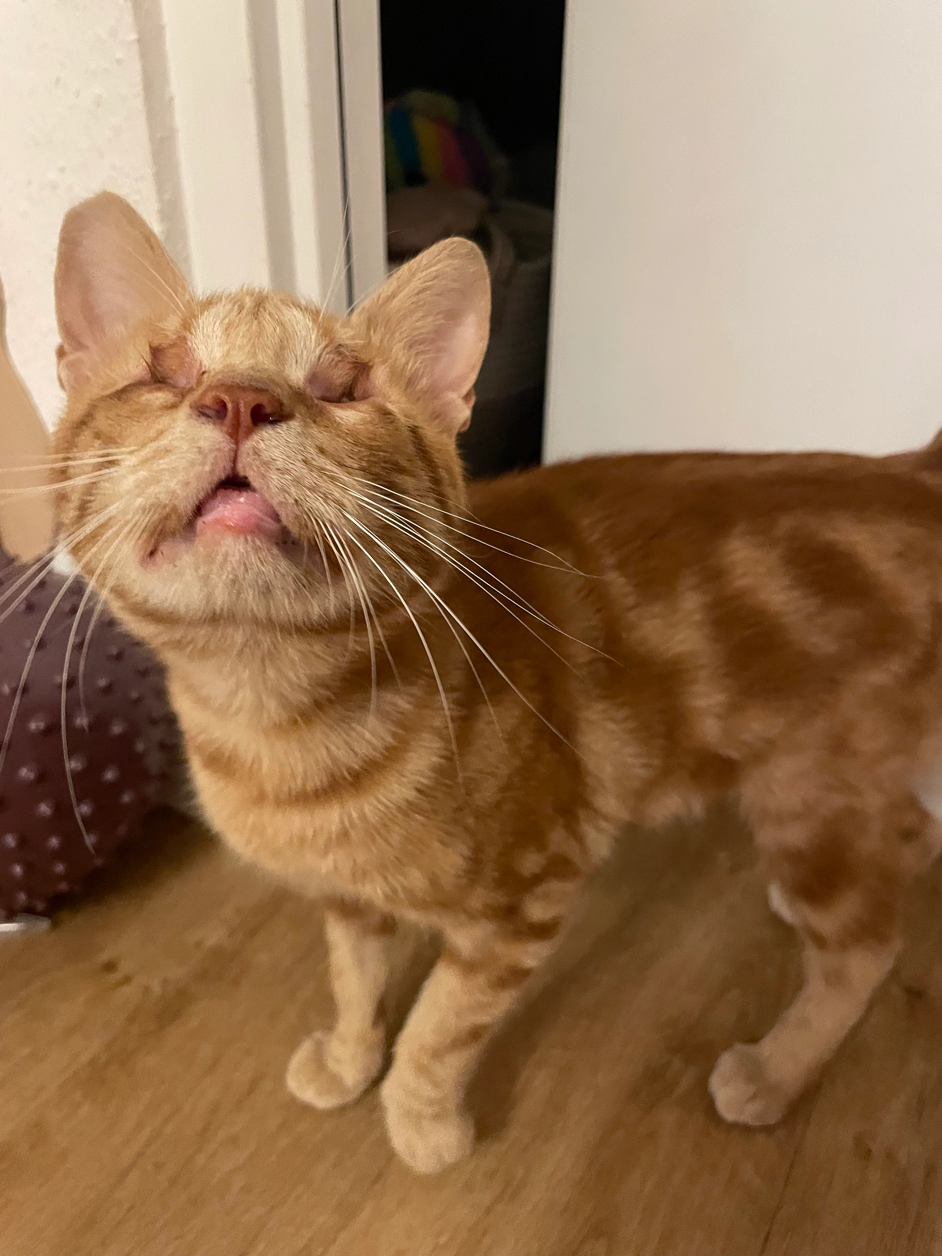 Linus - Hohe Straße, Herbolzheim