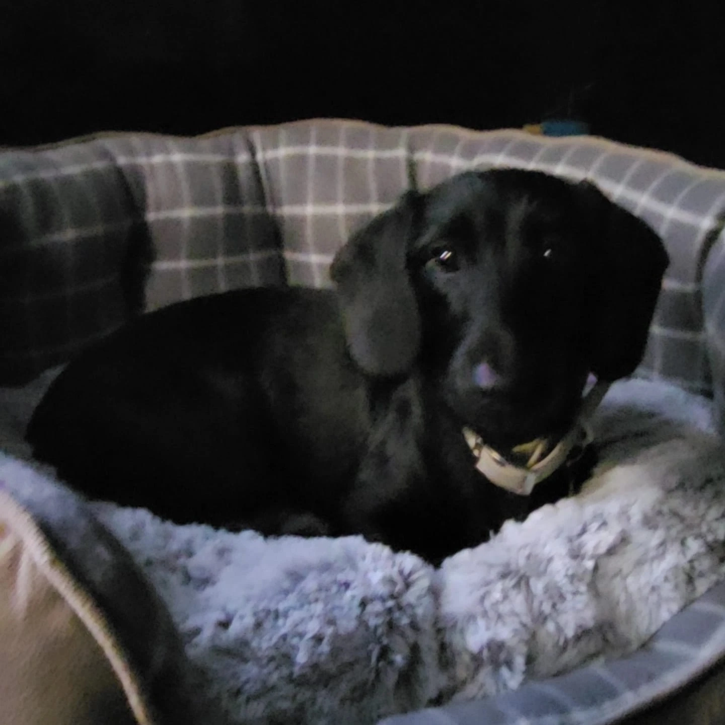 Jessie - Clydeford Road, Cambuslang