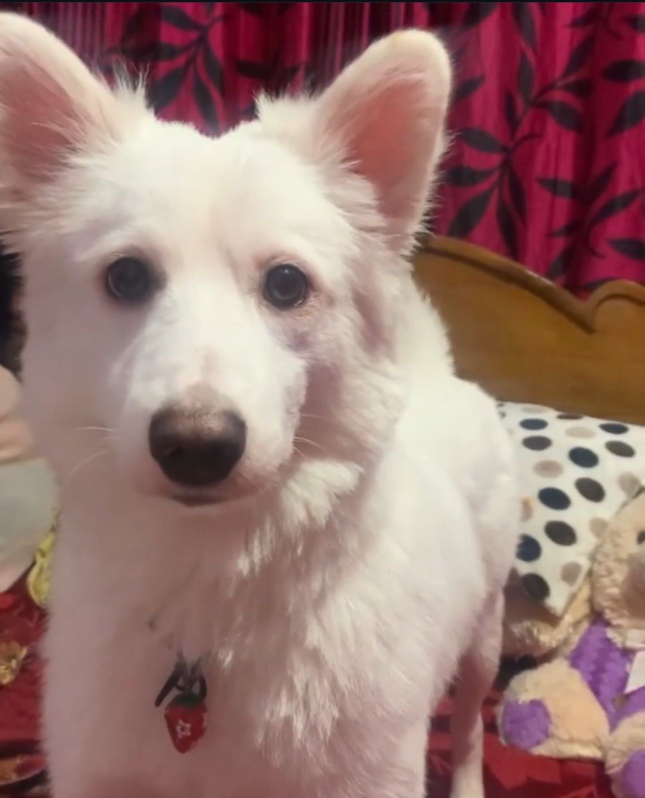 Tinku - Bazar Street, Neelasandra