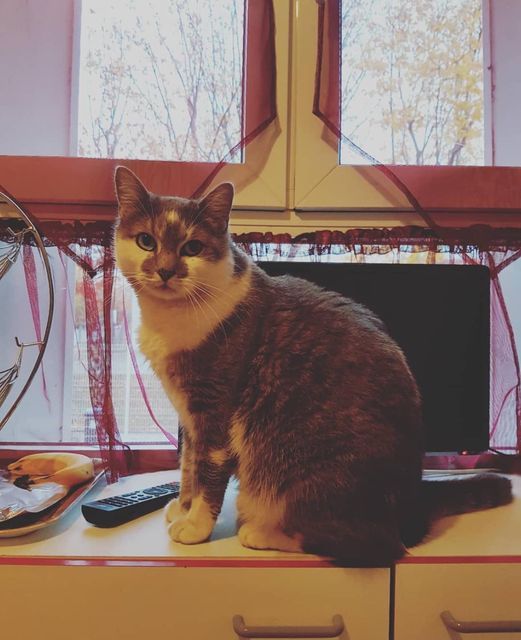 Jumpy - 15 Avenue de l'Orangerie, Villers-Saint-Paul