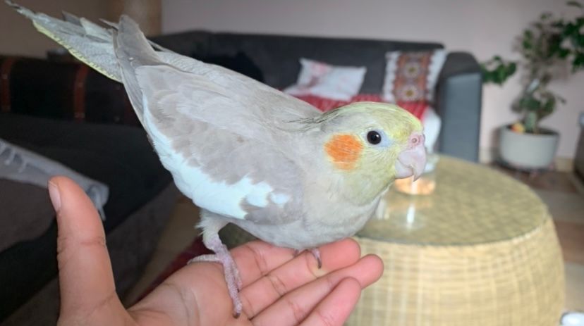 pépite - 26200, Montélimar