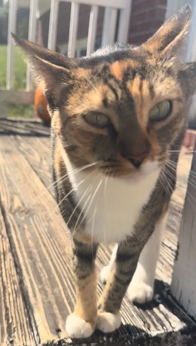Max “Kitty” - 24 Miltons Walk SE, Cartersville