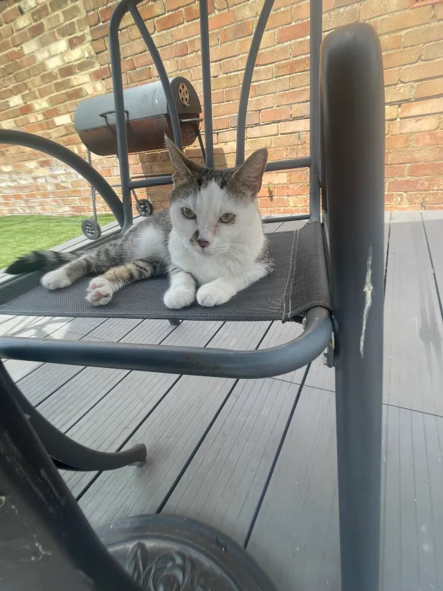 Lia - HA8 8, Edgware