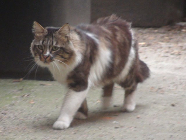 Lucien  - Mil Palmeras, Pilar de la Horadada